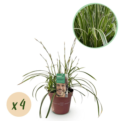 Buitenplant 4x Carex morrowii 'Ice Dance' - Bladhoudend - Pot Ø 17cm Hoogte ↕ 50cm