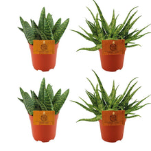 Kamerplant 4x mix - 2x Aloe Paradisicum + 2x Aloe Spider - Pot Ø 10.5cm Hoogte ↕ 10cm