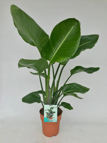 Kamerplant - Strelitzia Nicolai - Pot Ø 19cm Hoogte ↕ 95cm