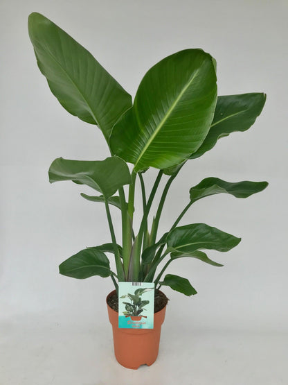 Kamerplant - Strelitzia Nicolai - Hoogte ↕ 35-250cm