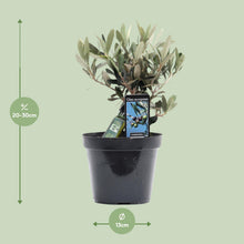 Kamerplant - Olea europaea (Olijfboom) - Pot Ø 13cm Hoogte ↕ 25cm