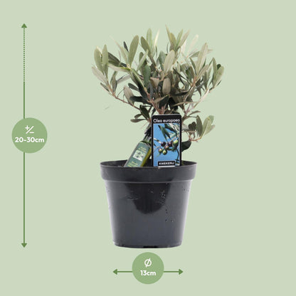 Kamerplant - Olea europaea (Olijfboom) - Pot Ø 13cm Hoogte ↕ 25cm