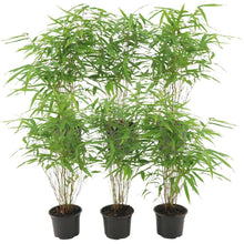 Buitenplant 6x Fargesia Rufa - Pot Ø 12cm Hoogte ↕ 25cm