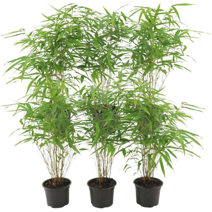 Buitenplant 6x Fargesia Rufa - Pot Ø 12cm Hoogte ↕ 25cm