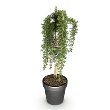 Buitenplant - Rosmarinus officinalis Prostratus op Stam - Winterhard - Pot Ø 19cm Hoogte ↕ 90cm