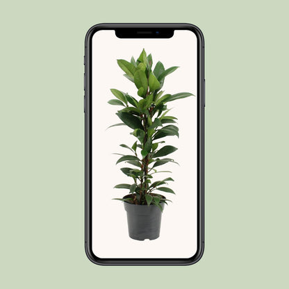 Kamerplant - Ficus Cyathistipula - Pot Ø 17cm Hoogte ↕ 70cm