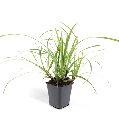 Buitenplant 6x Carex morrowii 'Ice Dance' - Pot Ø 9cm Hoogte ↕ 10-25cm