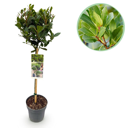 Buitenplant - Laurus nobilis op stam - Winterhard - Pot Ø 19cm Hoogte ↕ 90cm