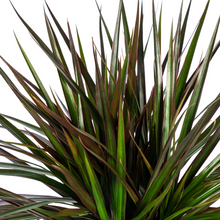 XL Kamerplant - Dracaena Marginata Magenta - Luchtzuiverend - Pot Ø 24cm Hoogte ↕ 130-150cm