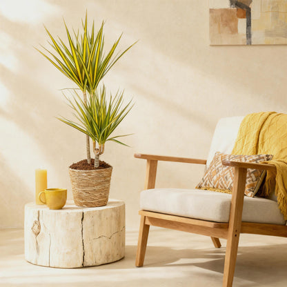 Green BoutiQ - Green is... Kamerplanten - Dracaena Sunray - Drakenbloedboom - Weinig onderhoud - met mand - Groen - 1 Plant - Pot 21cm - Hoogte 90-100cm