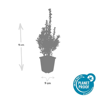 Buitenplant 60x Buxus sempervirens - Winterhard - Pot Ø 9cm Hoogte ↕ 10-25cm