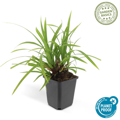 Buitenplant 24x Carex morrowii 'Irish Green' - Pot Ø 9cm Hoogte ↕ 10-25cm