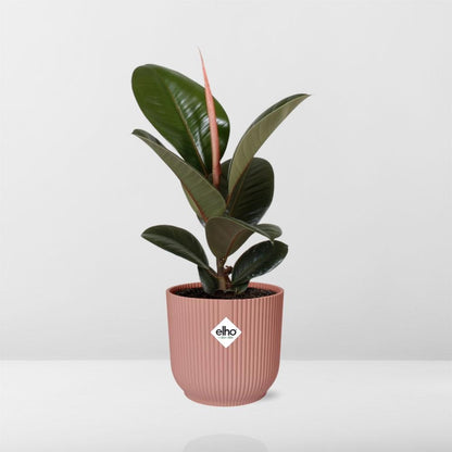 Kamerplant - Ficus Elastica 'Robusta' - Pot Ø 14cm