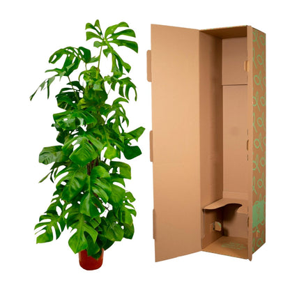 Kamerplant - Monstera Deliciosa - Hoogte ↕ 32-180cm