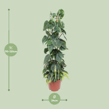 Kamerplant - Philodendron Scandens Brasil - Pot Ø 24cm Hoogte ↕ 120cm