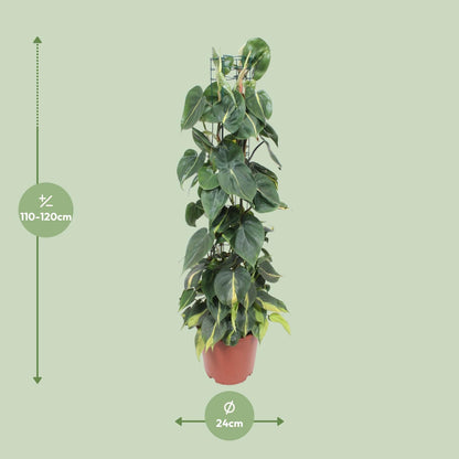 Kamerplant - Philodendron Scandens Brasil - Pot Ø 24cm Hoogte ↕ 120cm