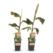Buitenplant - Musa Ever Red (Japanse vezelbanaan) - Winterhard - Pot Ø 15cm Hoogte ↕ 50cm
