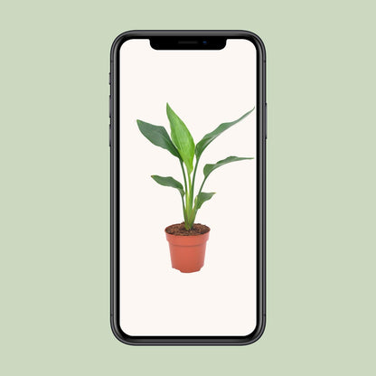 Kamerplant - Strelitzia Reginae - Pot Ø 12cm Hoogte ↕ 40cm