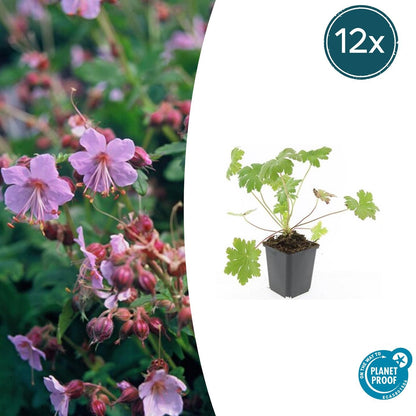 Buitenplant 12x Geranium macr. 'Ingwersen's Var.' - Bloeiend - Pot Ø 9cm Hoogte ↕ 10-25cm