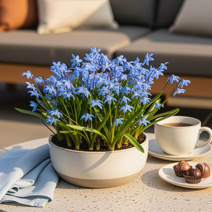 Buitenplant 50x Scilla siberica - Bloembollen Paars - XXL Pack Bolmaat 7/8