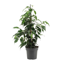 Kamerplant - Ficus Benjamina Danielle - Pot Ø 14cm Hoogte ↕ 55cm