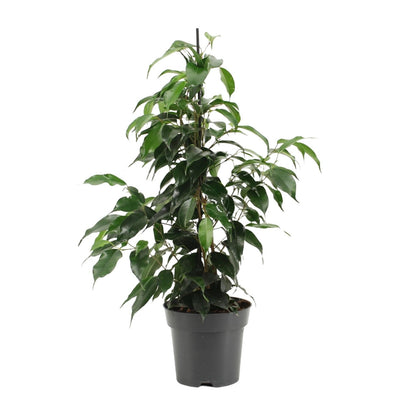 Kamerplant - Ficus Benjamina Danielle - Pot Ø 14cm Hoogte ↕ 55cm