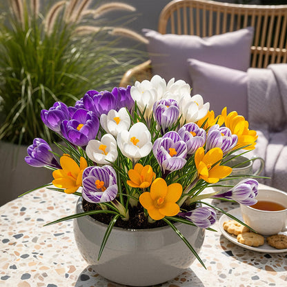 Buitenplant 30x Crocus Large Flowering Mix - Bloeiend - Bolmaat 7/8