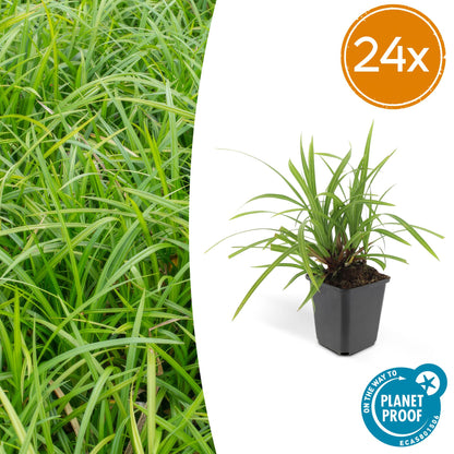 Buitenplant 24x Carex morrowii 'Irish Green' - Pot Ø 9cm Hoogte ↕ 10-25cm