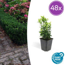 Buitenplant 48x Euonymus jap. Green Spire - Groenblijvend - Pot Ø 9cm Hoogte ↕ 10-25cm