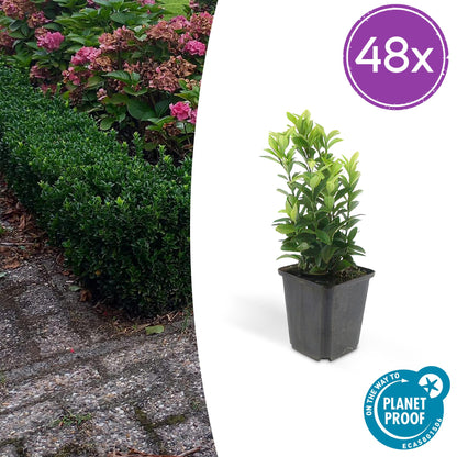 Buitenplant 48x Euonymus jap. Green Spire - Groenblijvend - Pot Ø 9cm Hoogte ↕ 10-25cm