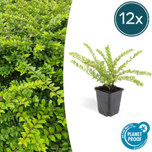 Buitenplant 12x Lonicera nit. 'Maigrün' - Groenblijvend - Pot Ø 9cm Hoogte ↕ 10-25cm