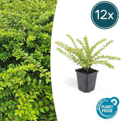 Buitenplant 12x Lonicera nit. 'Maigrün' - Groenblijvend - Pot Ø 9cm Hoogte ↕ 10-25cm