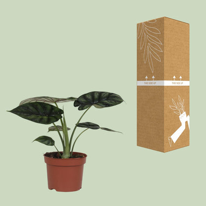 Kamerplant - Alocasia Dragon Scale - Pot Ø 17cm Hoogte ↕ 35cm