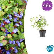 Buitenplant 48x Ceratostigma plumbaginoides - Bloeiend - Pot Ø 9cm Hoogte ↕ 10-25cm