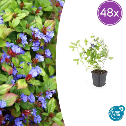 Buitenplant 48x Ceratostigma plumbaginoides - Bloeiend - Pot Ø 9cm Hoogte ↕ 10-25cm