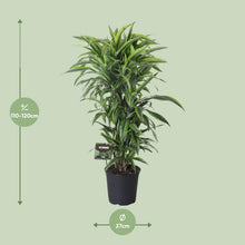 XL kamerplant - Dracaena Fragrans Lemon Lime Vertakt - Pot Ø 27cm Hoogte ↕ 120cm