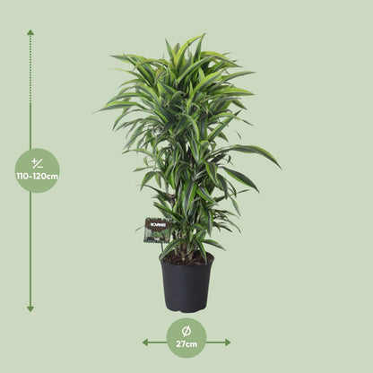 XL kamerplant - Dracaena Fragrans Lemon Lime Vertakt - Pot Ø 27cm Hoogte ↕ 120cm