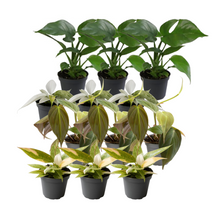 Kamerplant 12x Philodendron Mix