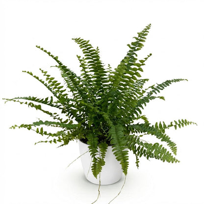 Kamerplant - Nephrolepis exaltata Green Lady - Pot Ø 12cm Hoogte ↕ 25cm