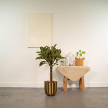 Kamerplant - Ficus elastica Melany op stam - Pot Ø 21cm Hoogte ↕ 90cm