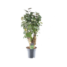 Kamerplant - Polyscias Fabian - Pot Ø 17cm Hoogte ↕ 60cm