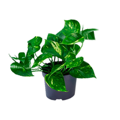 Kamerplant - Epipremnum Aureum - Pot Ø 12cm Hoogte ↕ 20cm