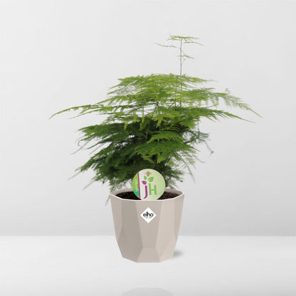 Kamerplant - Asparagus Plumosus - Pot Ø 14cm