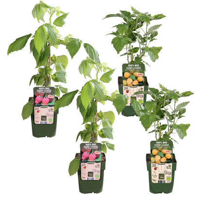 Buitenplant 4x Rubus idaeus 'Twotimer Mix' - Pot Ø 13cm Hoogte ↕ 45cm