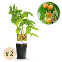 Buitenplant 2x Framboos Rubus idaeus 'Fallgold' - Gele Framboos, Herfstdragend, Winterhard - Pot Ø 11cm Hoogte ↕ 40cm
