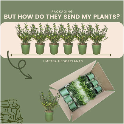 Buitenplant 24x Ilex crenata 'Jenny' ® - Groenblijvend - Pot Ø 12cm Hoogte ↕ 20cm