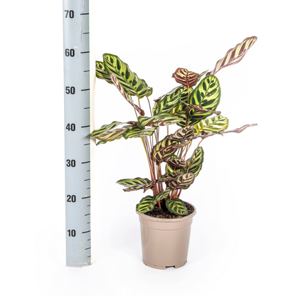 Kamerplant - Calathea Makoyana - Pot Ø 17cm Hoogte ↕ 40-50cm
