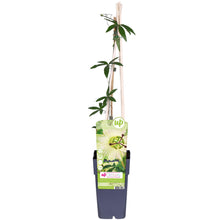 Buitenplant - Passiflora caerulea 'Constance Elliot' - Bloeiend - Pot Ø 15cm Hoogte ↕ 65cm
