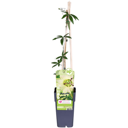 Buitenplant - Passiflora caerulea 'Constance Elliot' - Bloeiend - Pot Ø 15cm Hoogte ↕ 65cm