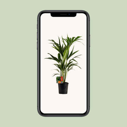 Kamerplant - Howea Forsteriana - Pot Ø 19cm Hoogte ↕ 100cm